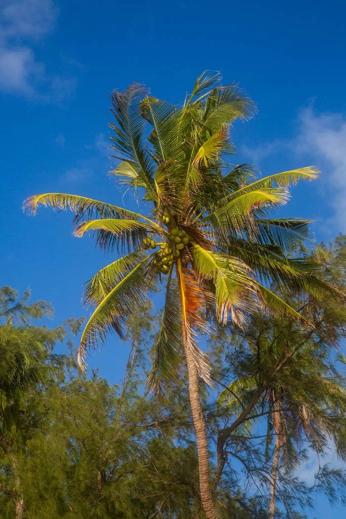 Nature photography